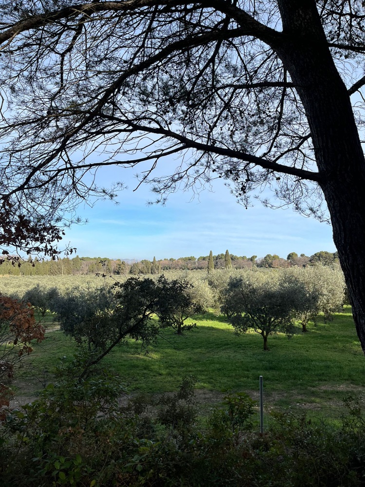 Oliveraie traversée lors d'une balade à vélo électrique en Provence